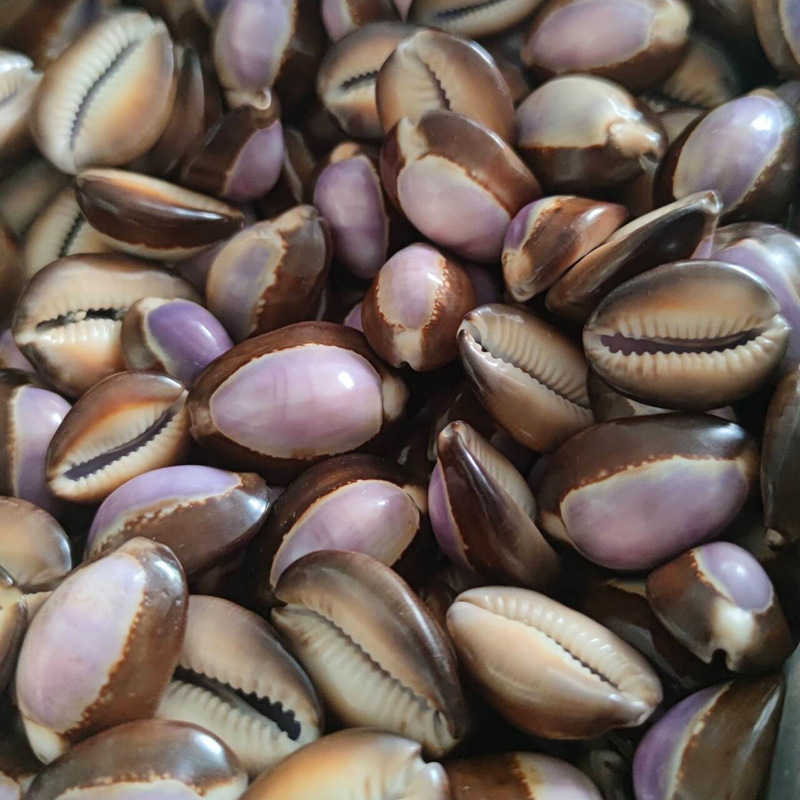 천연 Cypraea carneola 쉘 - 보라색 산  - Marine Aquarium Hermit Crab 리뷰 및 가격